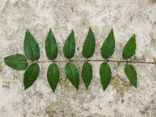 {Zanthoxylum clava-herculis}